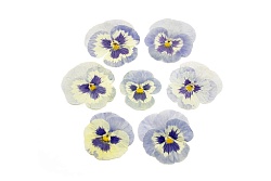 Виола обезвоженная " Ледяная сказка" плоская 20 шт